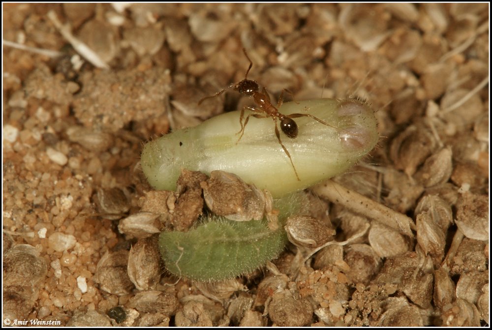 Lycanidae d''Israele - Zizeeria spp.